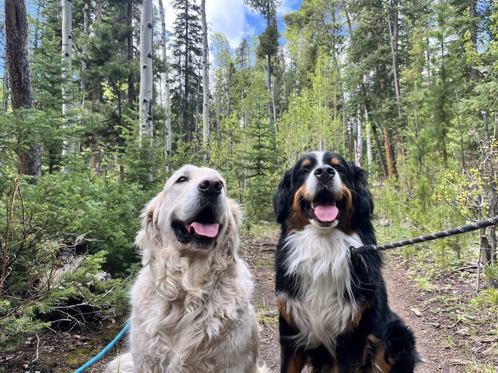 Two dogs sitting on the wooded trail that runs behind Shred Haus